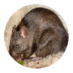 Bandicota bengalensis