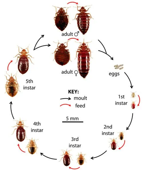 How Bed Bugs Look Like