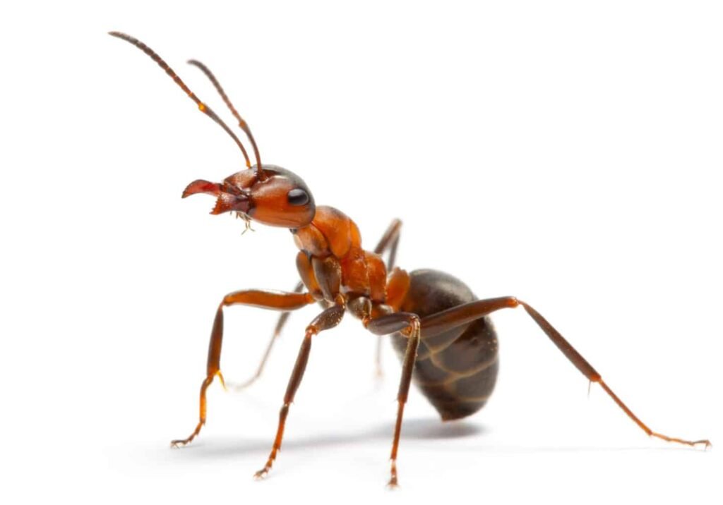 How do I know if I have an ant problem in my Bangladesh home