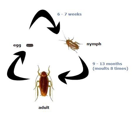 picture represent life circle of cockroach
